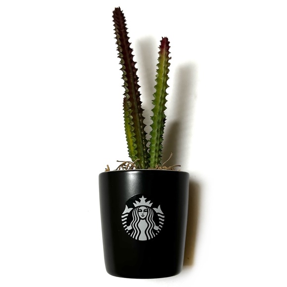 Cute Cactus in Starbucks shot - Picture 2 of 5